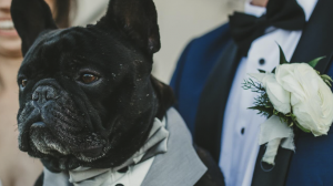 At the San Buena Hotel, a black French bulldog sits comfortably in someone's arms, dressed smartly in a sleek gray suit and bow tie. The scene captures the playful elegance of the moment against the backdrop of a wedding ceremony. In soft focus, behind this dapper dog, stand the bride and groom: she is adorned in her flowing white gown, while he wears a sharp blue tuxedo accented with a boutonniere crafted from delicate white roses.